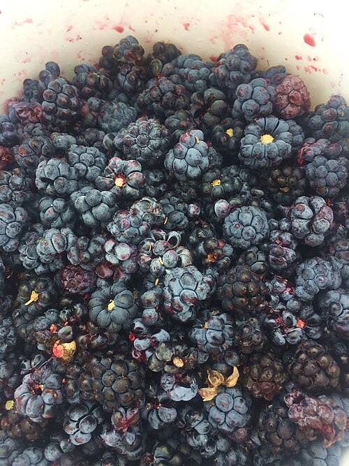 Dewberry: Dauwbraam (Rubus caesius), bessen
