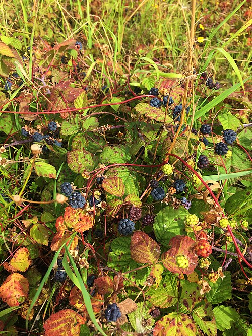 Dewberry: Dauwbraam (Rubus caesius), struik