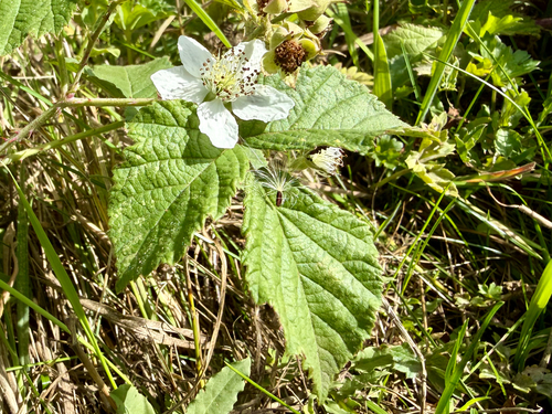 Dewberry