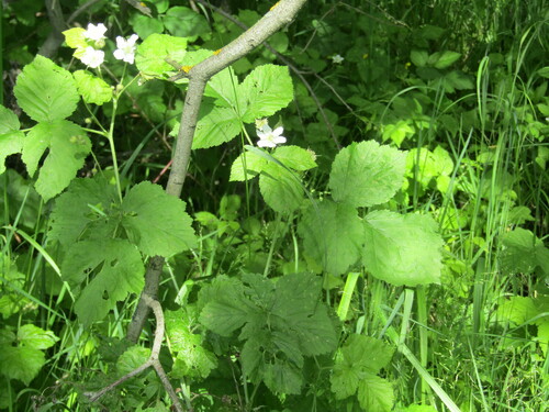 Dewberry (Rubus caesius)