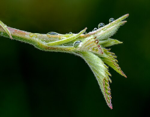 Dewberry: Young leaves of a blackberry plant. Stacked with Helicon Focus from 32 frames