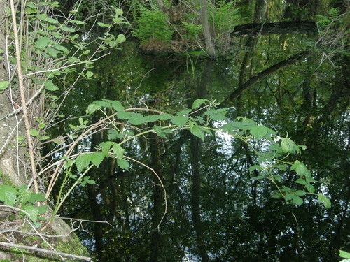 Dewberry (Rubus caesius)