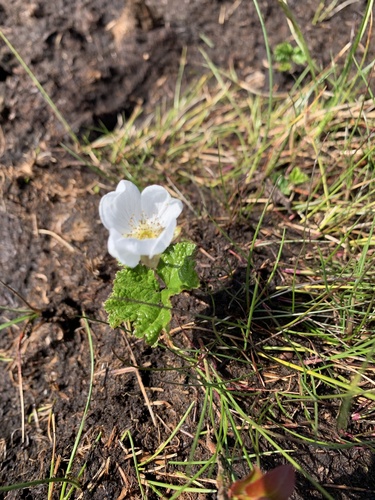 Cloudberry (Rubus chamaemorus)