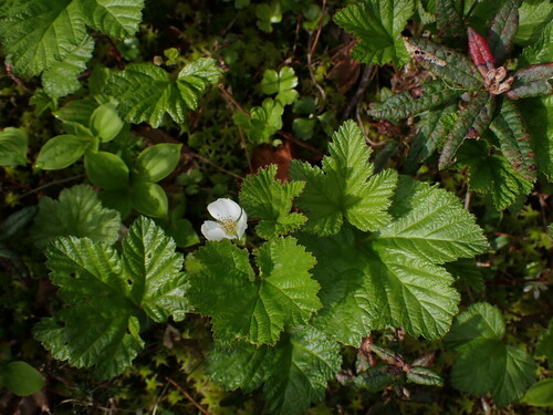 Cloudberry (Rubus chamaemorus)