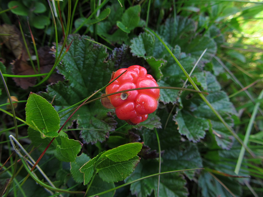Cloudberry: Cloudberry (Rubus chamaemorus) near Bellyside Crag