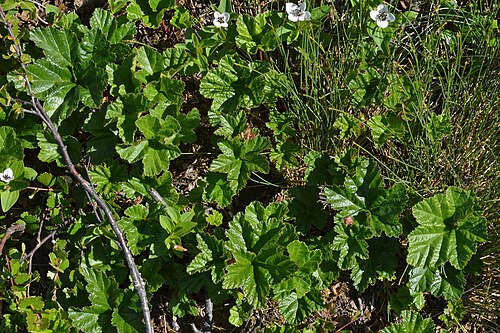 Cloudberry: Cloudberry (Molte) ( Rubus chamaemorus ) at Prestvatn Landskapsvernområde in Tromsø, Norway.