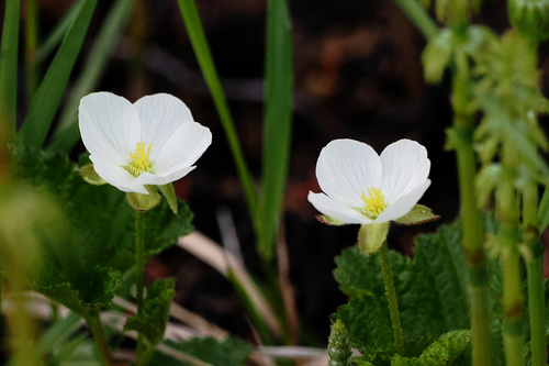 Cloudberry (Rubus chamaemorus)