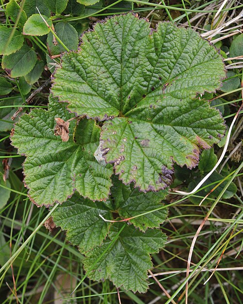 Cloudberry: Cloudberry ( Rubus chamaemorus ) in Herøy, Norway.