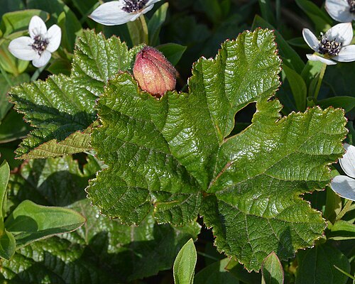 Cloudberry: Cloudberry (Molte) ( Rubus chamaemorus ) in Tromsø, Norway.