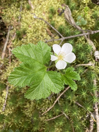 Cloudberry (Rubus chamaemorus)