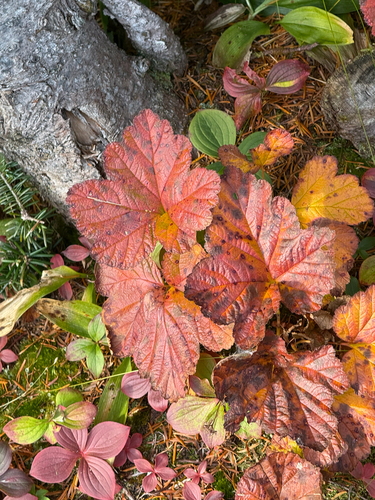 Cloudberry (Rubus chamaemorus)