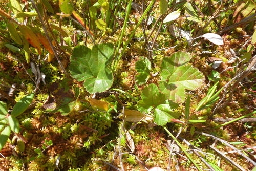 Cloudberry (Rubus chamaemorus)