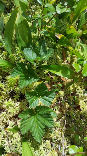 Cloudberry (Rubus chamaemorus)