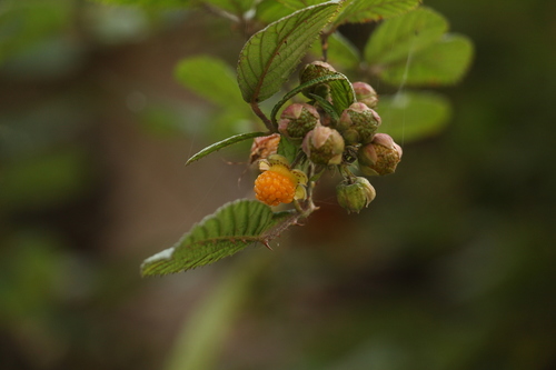 Yellow Himalayan raspberry (Rubus ellipticus)