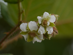 Yellow Himalayan raspberry (Rubus ellipticus)