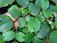 Yellow Himalayan raspberry (Rubus ellipticus)