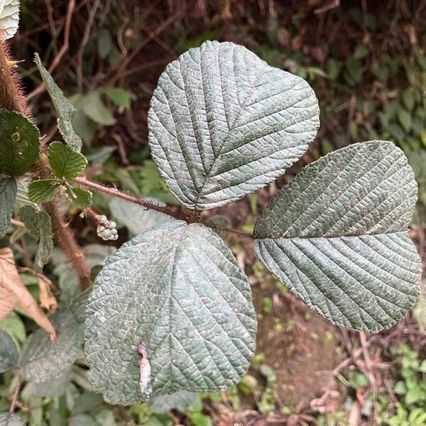 Yellow Himalayan raspberry (Rubus ellipticus)