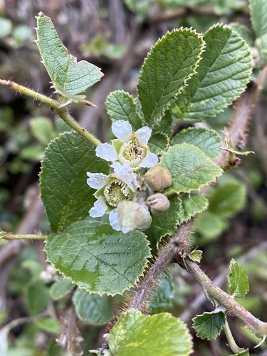 Yellow Himalayan raspberry (Rubus ellipticus)