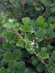 Yellow Himalayan raspberry (Rubus ellipticus)