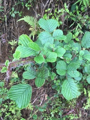Yellow Himalayan raspberry (Rubus ellipticus)