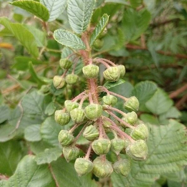 Yellow Himalayan raspberry (Rubus ellipticus)