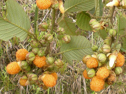 Yellow Himalayan raspberry: Nepali Golden berry.