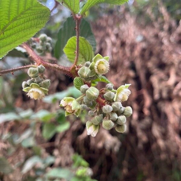 Yellow Himalayan raspberry (Rubus ellipticus)