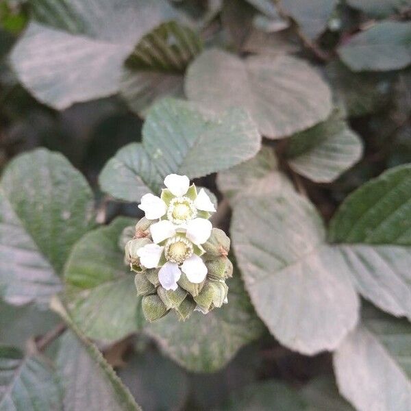 Yellow Himalayan raspberry (Rubus ellipticus)