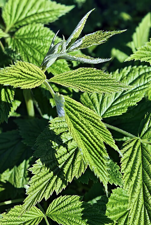 Raspberry: Foliage