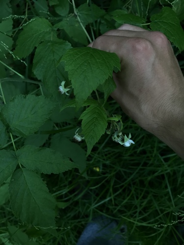 Raspberry (Rubus idaeus)