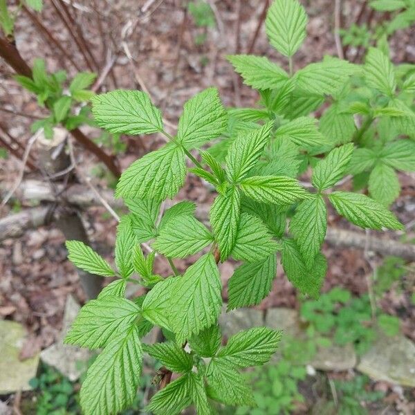Raspberry (Rubus idaeus)
