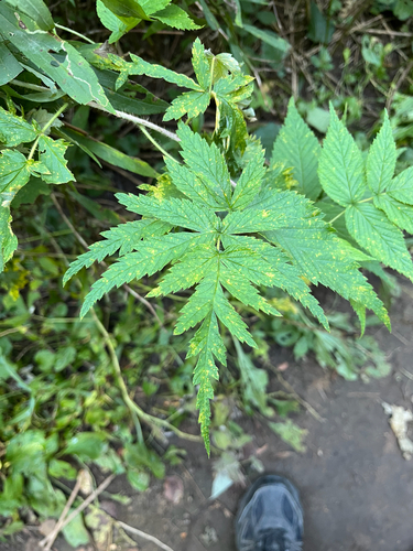Raspberry (Rubus idaeus)