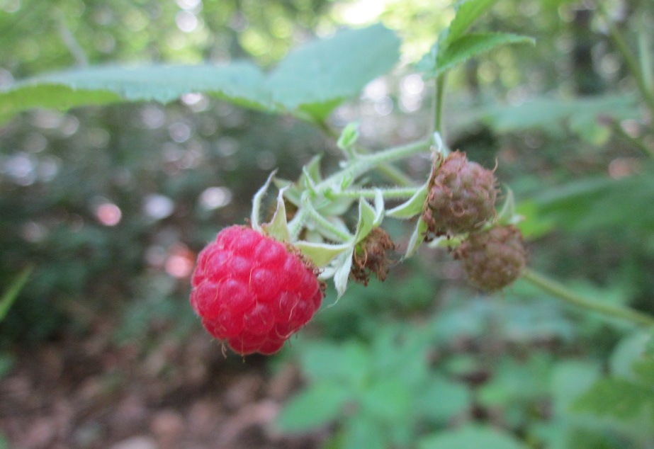 Raspberry: Himbeere ( Rubus idaeus ) im Schwetzinger Hardt