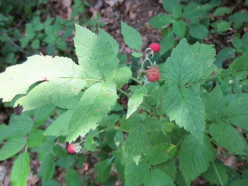 Raspberry: Himbeere ( Rubus idaeus ) in der Schwetzinger Hardt
