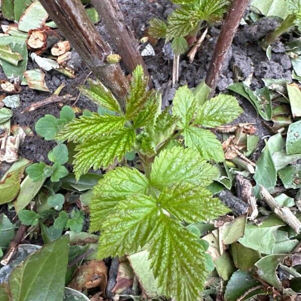 Raspberry (Rubus idaeus)