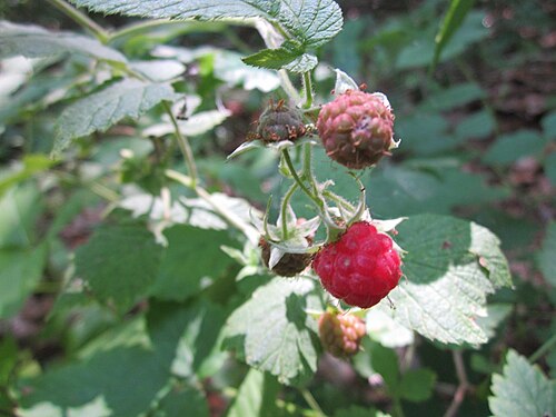 Raspberry: Himbeere ( Rubus idaeus ) im Schwetzinger Hardt