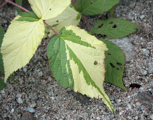 Raspberry (Rubus idaeus)