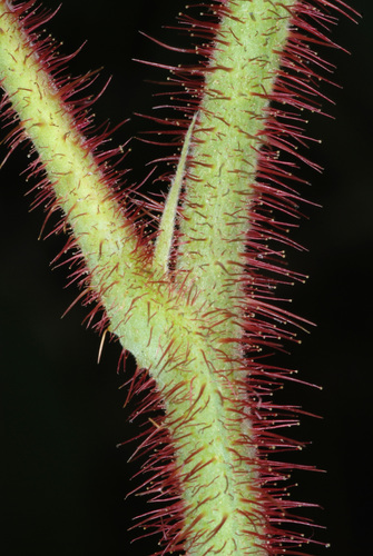 Raspberry (Rubus idaeus)