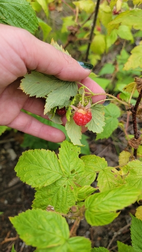 Raspberry (Rubus idaeus)