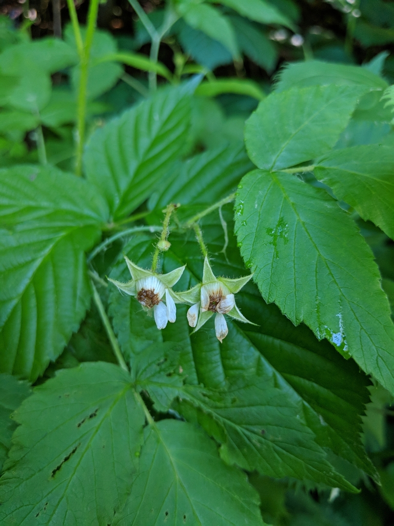 Raspberry (Rubus idaeus)