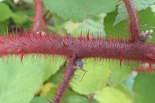 Wine raspberry: Rubus phoenicolasius in the UMCS Botanical Garden in Lublin