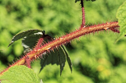Wine raspberry: Japanese Wineberry Rubus phoenicolasius in a garden in Kluse (Emsland)
