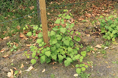 Wine raspberry: Japanese Wineberry Rubus phoenicolasius in a garden in Kluse (Emsland)