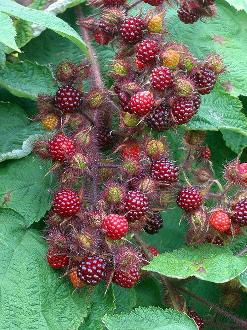 Wine raspberry: (nl:Japanse wijnbes) Rubus phoenicolasius fruits