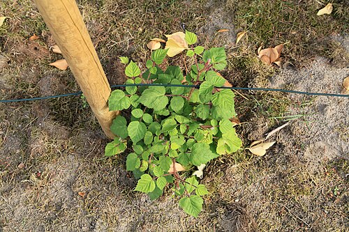 Wine raspberry: Japanese Wineberry Rubus phoenicolasius in a garden in Kluse (Emsland)