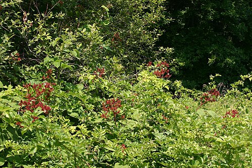 Wine raspberry: Rubus phoenicolasius Maxim. - wine raspberry