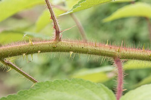 Wine raspberry: エビガライチゴ (学名: Rubus phoenicolasius ) 撮影地 :筑波実験植物園