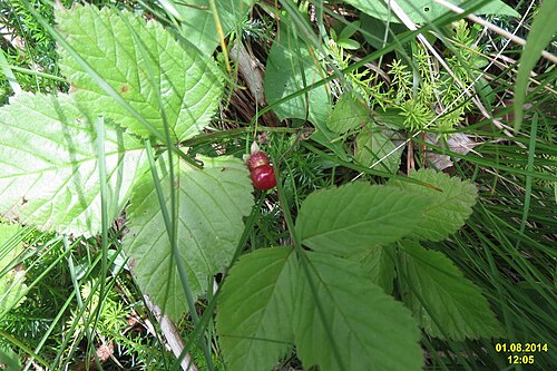 Stone bramble: Unknown berries