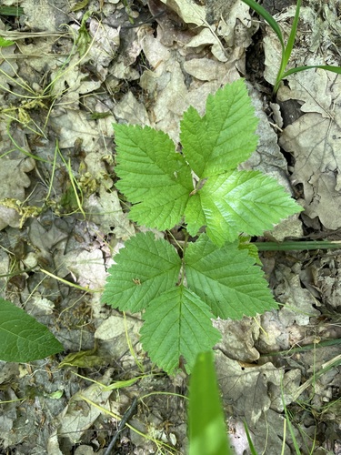 Stone bramble (Rubus saxatilis)