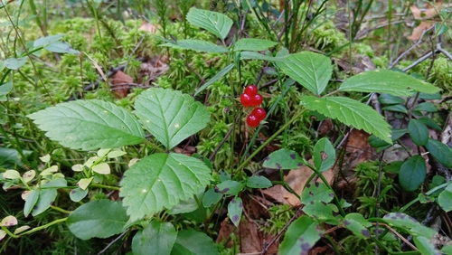 Stone bramble (Rubus saxatilis)